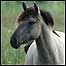 Fen pony
