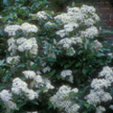 Olearia, Daisy bush