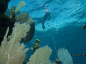 A sea fan
