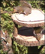 Squirrels