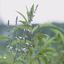 Aloysia citriodora