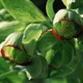 Helleborus foetidus, Stinking hellebore