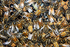 Bees