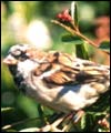 sparrow