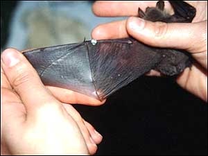 Bat