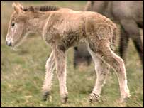 Foal