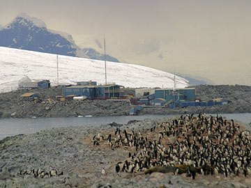 Adélie colony on Humble Island with Palmer Station behind © Cara Sucher