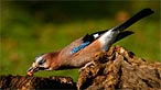 Jay. Photo: Kenneth Wilson Smith