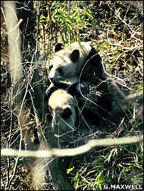 Pandas gigantes