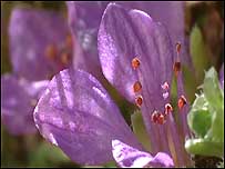 Flower