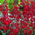 Penstemon