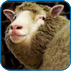 Dolly The Sheep