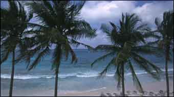 Jamaican palms