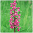 Rocky coast activities (Image: Orchid c/o English Nature and Peter Wakely)