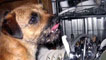 Janet Ryder's photograph of a dog licking its lips at the breakfast dishes in a dishwasher
