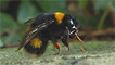 Bee versus toy soldier