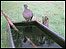 Pigeon at the watering hole