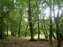 cherry tree wood