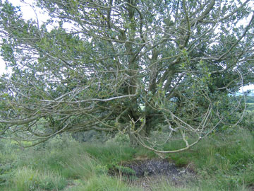 view of Egdon Heath
