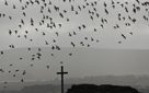 Knots in Flight (click to enlarge)