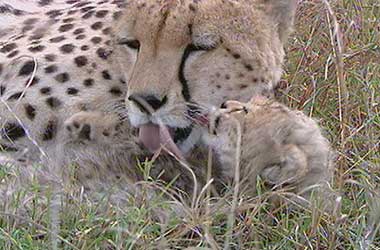 Honey the cheetah with her cub