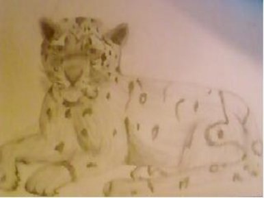 Snow Leopard