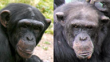 Chimps at Colwyn Bay Zoo Chimps at Colwyn Bay Zoo