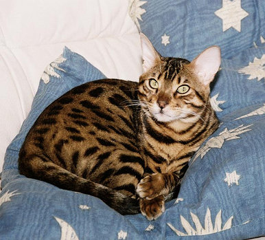 Leo