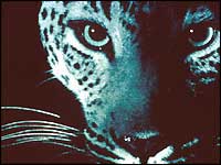 Panther