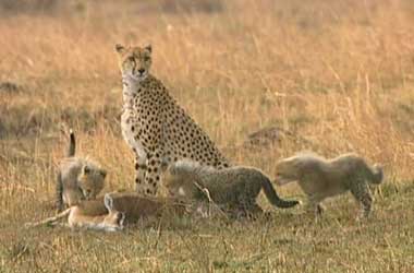 Honey the cheetah with her three cubs