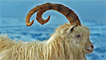 A kashmir goat on Great Orme by Christian Roberts