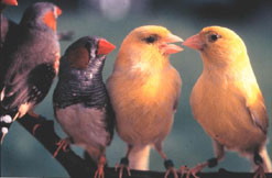songbirds