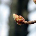 Budding tree