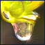قطره و ستره