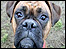 Looking into the camera lens.