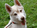 Akila
