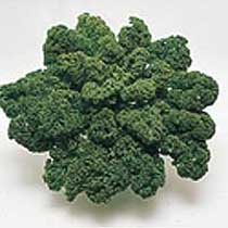 Curly kale 'Dwarf Green Curled'.  Image supplied by Dobies