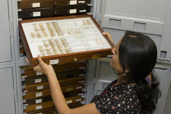 The entomology collections in the cocoon in the Darwin Centre at the Natural History Museum, London. photograph courtesy of the Digital News Agency
