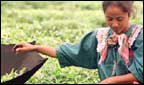 tea picker
