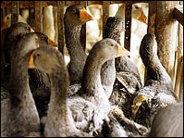 birdflu