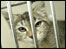 Dorothy's cat