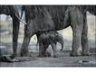 Elefante (Foto: Steve Bloom)  