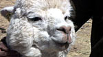 Almu gets to hand out the rosettes to the winning alpacas.
