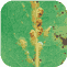 Scale insects