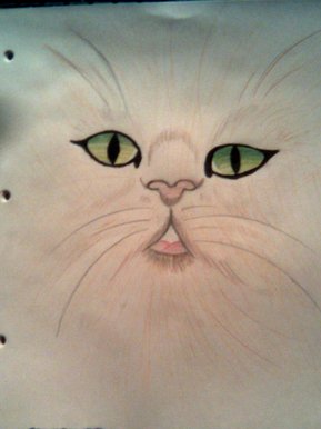 A cat!