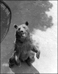 Brown bear