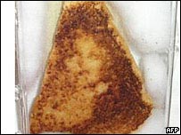 टोस्ट