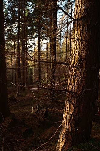 "Light and Bark"