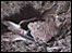 Kestrel webcam in Devon