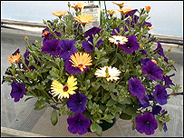 Hanging basket